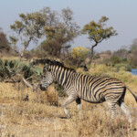 Zèbre des plaines (Punda Maria, Kruger)
