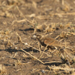 Moinelette à oreillons blancs femelle (Kruger)