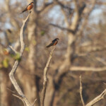 Hirondelle des mosquées (Kruger)