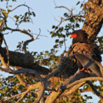 Bateleur des savanes (Kruger)