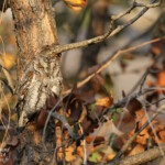 Petit-duc africain (Tsendze Kruger)