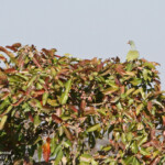 Colombar à front nu (Punda Maria, Kruger)