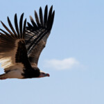 Vautour à tête blanche (Kruger)