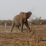 Éléphant (Kruger)