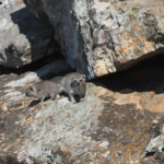 Daman (Punda Maria, Kruger)