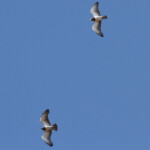 Circaète à poitrine noire (Kruger)