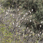 Travailleur à bec rouge (Punda Maria, Kruger)