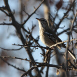 Agrobate à dos roux (Kruger)