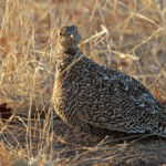 Ganga bibande (Kruger)