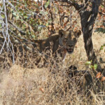 Lionne (Punda Maria, Kruger)