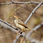 Cisticole striée (Punda Maria, Kruger)