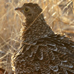 Ganga bibande (Kruger)