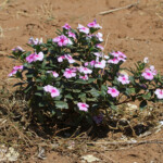 Fleurs (Limpopo, Kruger)