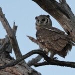 Grand-duc de Verreaux (Kruger)