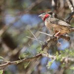Amadine cou-coupé (Limpopo, Kruger)