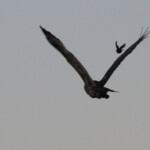 Grand-duc de Verreaux (Kruger)