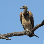 Vautour africain (Limpopo, Kruger)