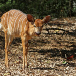 Nyala (Limpopo, Kruger)