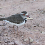 Gravelot à triple bande (Kruger, Afrique du Sud)