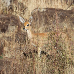 Raphicère champêtre (Kruger)