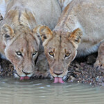 Lionnes (Punda Maria, Kruger)