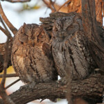 Petit-duc africain (Tsendze Kruger)