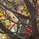 Camaroptère de Stierling (Kruger)