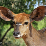 Nyala (Limpopo, Kruger)