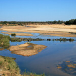 Olifans river (Kruger)