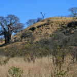 Baobab (Kruger)