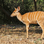 Nyala (Limpopo, Kruger)