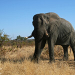 Éléphant (Kruger)