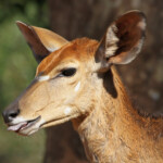 Nyala (Limpopo, Kruger)