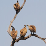 Vautour africain (Limpopo, Kruger)