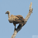 Vautour africain (Limpopo, Kruger)