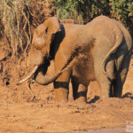 Éléphant (Limpopo, Kruger)