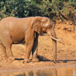 Éléphant (Limpopo, Kruger)