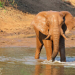 Éléphant (Limpopo, Kruger)