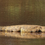 Crocodile du Nil (Limpopo, Kruger)