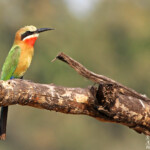 Guêpier à front blanc (Limpopo, Kruger)
