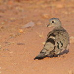 Tourtelette émeraudine (Kruger)