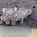 Lionnes (Punda Maria, Kruger)