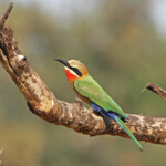 Guêpier à front blanc (Limpopo, Kruger)