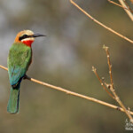 Guêpier à front blanc (Limpopo, Kruger)