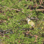 Colombar à front nu (Limpopo, Kruger)