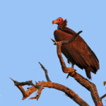 Vautour oricou (Punda Maria, Kruger)