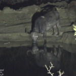 Buffle (Punda Maria, Kruger)