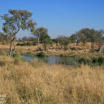 Punda Maria, Kruger