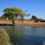 Punda Maria, Kruger