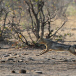 Chacal à flancs rayés (Kruger)